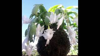 kokedama da flor de maio branca