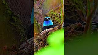 Nesting blue necked Tanager #love #birds #ecuador #birdwatching #birdphotography