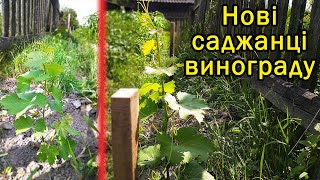 Прийнялись всі саджанці винограду. Виноград 2020