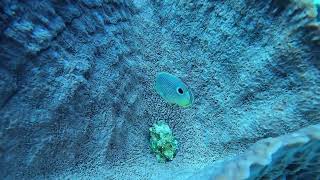 Diving Cozumel - Yucab and Francesa/French Lady