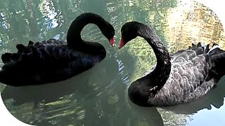 Black Swan. Черные лебеди в дендрарии Сочи Адлер Sohci Adler 08.08.2019.