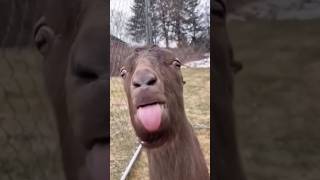 ŚMIESZNE ZWIERZĘTA l funny goat 😂😂😂