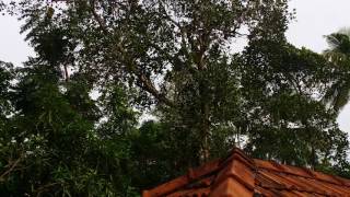 Jackfruit on tall trees in Kerala, the God's own country.