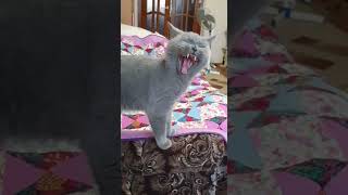 How well-mannered cats sing | Как поют воспитанные кошки #shorts