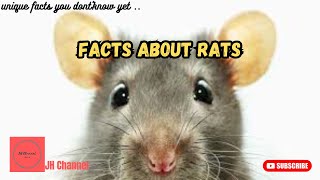 9 Unique and Interesting Facts about Rats, Unique facts you don't know yet…