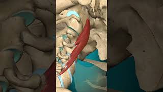 Longus capitis muscle action Head: Contralateral rotation Vertebral column: Contralateral rotation