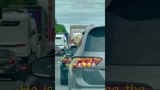 #funnyvideo #dog #dogshorts #dogincar #doginholiday #traffic #funnyshorts #ytshorts #viralshorts