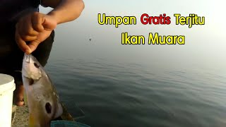 Mancing ikan kakap tompel teknik dasaran di muara baru