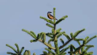 Rock Thrush - Calling - Fterolaka Ski Station, Mount Parnassus, Greece