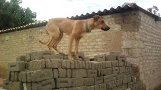 Super pitbull puppy hybrid training