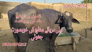 نیلی دریائے ستلج کی خوبصورت جھوٹی برائے فروخت رابطہ نمبر 03004576252 .Okara Animal Tv 23/5/2024