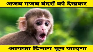 Rare and Unusual Monkey in the world, Monkeys You Won't Believe Actually Exist | दुर्लभ बंदर |