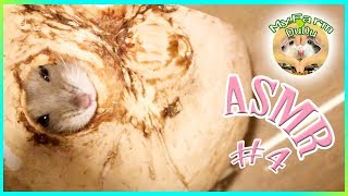 Hamster sharpening his teeth with coconut shells ASMR #4