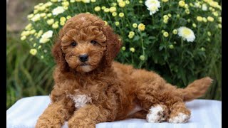 Mini Goldendoodle Puppies for Sale