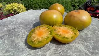 Томат СОВЕРШЕННЫЙ ГНОМ ( Dwarf Parfait tomato)