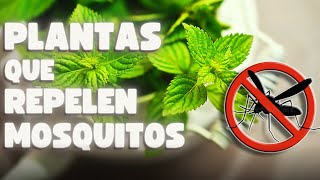 🦟 5 PLANTAS que pueden REPELER naturalmente a los MOSQUITOS ❗❗😲