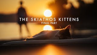 The Skiathos Kittens: Final Part