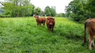 Retour France Mai 2013 - Cows