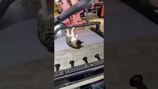 i bet you never saw a cat doing push-ups