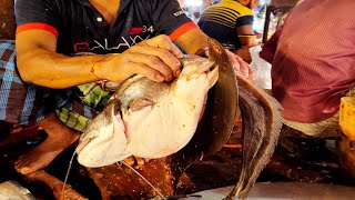 Giant Monster Catfish Cutting In Fish Market 2021 | Fish Cutting Skills | Wallago Attu Fish Cutting.