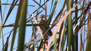 Birding Adventures TV Yellow-billed Parrots - Jamaica