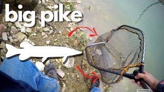 FINALMENTE LUCCIO...E CHE LUCCIO! - PIKE FISHING - pesCarlo 4K