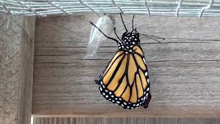 Monarch Butterfly Birth Time-Lapse and Real Time