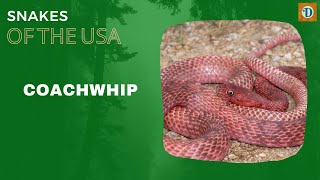 COACHWHIP