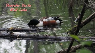 Shoveler Ducks, Mud Lake