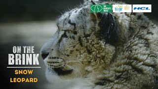 On the Brink S2: Snow Leopard | Trailer