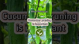 Cucumbers pruning is important #plants #shortvideo #garden #youtubeshorts #howto #farming #video