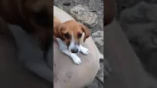 perro que duerme sobre la cerda o marrana