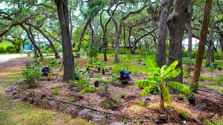 After 3 Months, this Food-Forest is Flourishing! We are back for Phase 2!