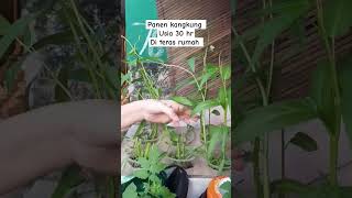 nanam kangkung anti gagal di teras rumah #hidroponikpemula #sayuranhidroponik #sayuran#short