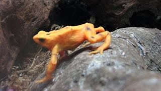 Extinct in the wild | Panamanian Golden Frog