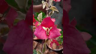 Amaging Mr. Rao! #gardening #flowers #hobby #beauty #bougainvillea #mr. Rao