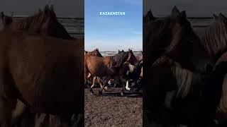 Horses of Kazakhstan #horse #horses #horselover #kazakhstan