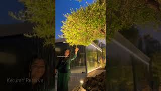 Magical stroll |Keturah Reserve |New Dubai #evening #olivetree #dubai #family #youtubeshorts #uae