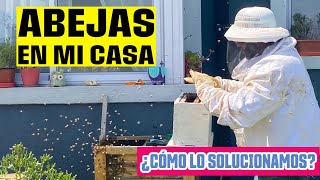 MUCHAS ABEJAS 🐝 EN MI CASA 😲 : LA SOLUCIÓN