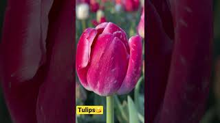 Tulips Season #tulips #springflowers 🌷😍