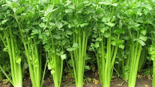 How to Plant Celery