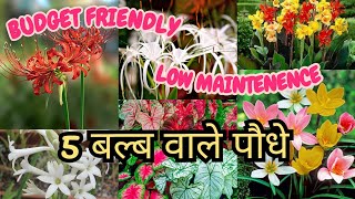 5 बल्ब वाले पौधे || 5 bulb vaale paudhe || BudgetFriendly || Low maintenance || Detailed information