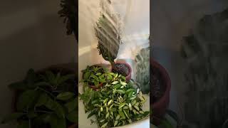 Houseplant Spa Day inspired by a  Showering with Plants video by my FAVORITE YouTuber @HarliG !