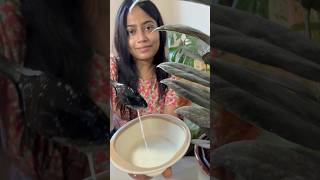 Indoor plants এর পাতা চকচকে রাখার সহজ উপায় |plants leaves cleaning#garden#shorts #youtubeshorts#diy