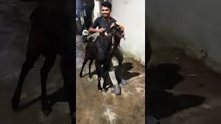 Hassan goat farm Charminar murgi Chowk location Hyderabadi ka collection top quality