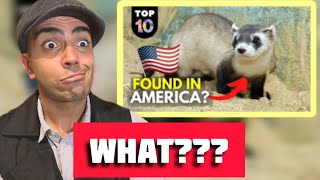 Brit Reacts 10 WILD Animals Found in America USA