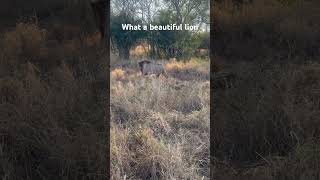 Very close lion sighting on safari 😲