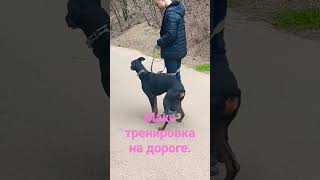 Макс тренировка на дороге.