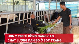 Hơn 2.200 tỉ đồng nâng cao chất lượng đàn bò ở Sóc Trăng | Báo Lao Động