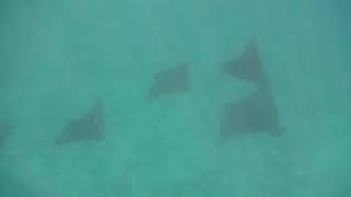 More Mantas